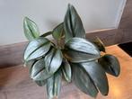 Scindapsus Treubii Moonlight, Huis en Inrichting, Kamerplanten, Ophalen of Verzenden, Halfschaduw, Minder dan 100 cm