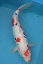 Doitsu Sanke 45-50cm, kweker Aoki, Dieren en Toebehoren, Karper of Koi