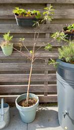 Jonge Appelboom (Elstar), Ophalen, Lente, Appelboom, Halfschaduw