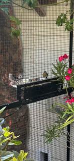 Japanse nachtegaal 2025 (waarschijnlijk pop), Dieren en Toebehoren, Vogels | Overige Vogels, Vrouwelijk