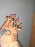0.1 python regius nk25  Pastel Mojave het.Pied, Dieren en Toebehoren, Slang