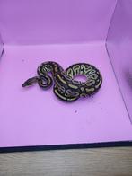 koningspython, Dieren en Toebehoren, Reptielen en Amfibieën, Slang, 0 tot 2 jaar