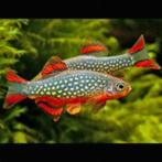Rasbora galaxy min 2 cm volwassen., Dieren en Toebehoren, Vissen | Aquariumvissen, Vis, Zoetwatervis, Schoolvis