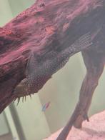 Algeneter borstelneus mannetje, Vis