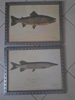 Schilderijen vissen, Ophalen, Zo goed als nieuw, Schilderij, Minder dan 50 cm