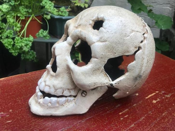 mooie grote gietijzeren schedel/ skull, Antiek en Kunst, Curiosa en Brocante, Ophalen of Verzenden