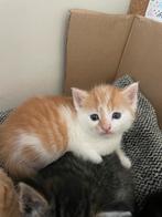 Lieve kittens op zoek naar een huisje, Dieren en Toebehoren, Katten en Kittens | Overige Katten, Geslacht onbekend, Kortharig