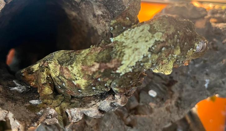 Pi Chahoua van zeer mooie ouders, Dieren en Toebehoren, Reptielen en Amfibieën, Hagedis, 0 tot 2 jaar