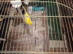 Kanarie, Dieren en Toebehoren, Vogels | Kanaries, Mannelijk, Kleurkanarie