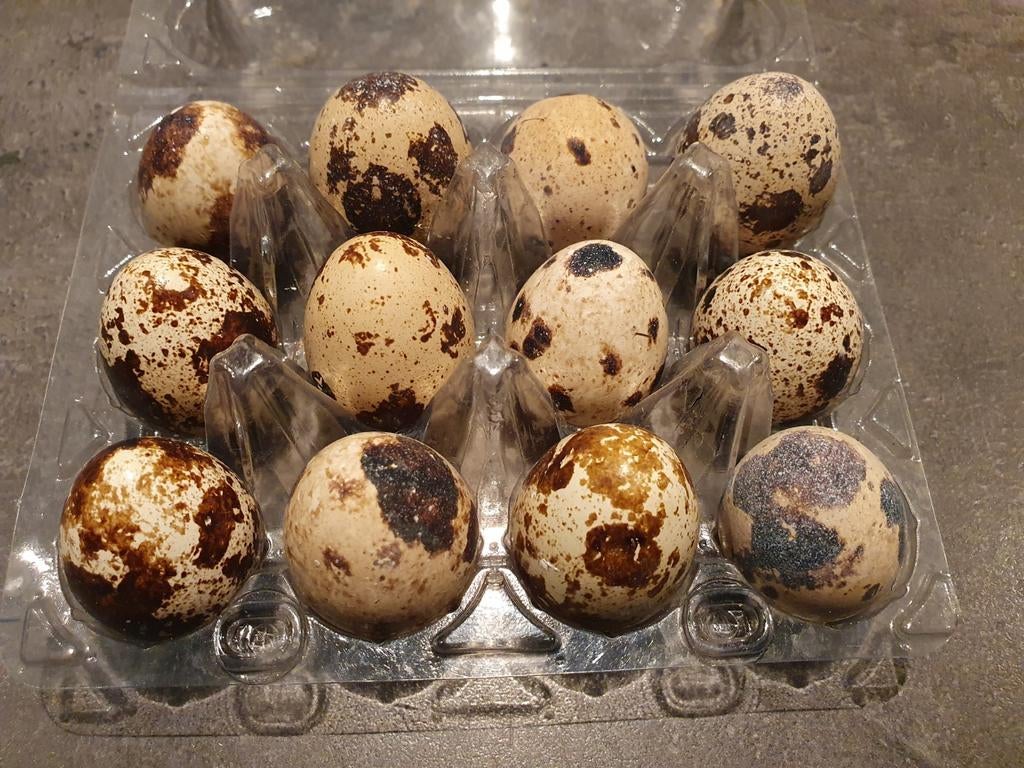 Japanse kwartel eieren, Dieren en Toebehoren, Pluimvee, Geslacht onbekend, Overige soorten