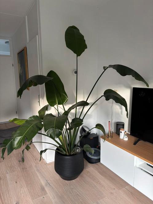 Grote Stretzelia kamerplant., Huis en Inrichting, Kamerplanten, Overige soorten, 200 cm of meer, Ophalen