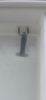 Blauwe florida kreeftjes, Dieren en Toebehoren, Vis