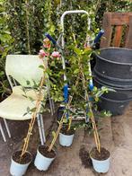 Camelia bont aan stok vol- vol- vol in knop 100/125 uniek, Tuin en Terras, Planten | Tuinplanten, Ophalen, Lente, Vaste plant