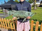🐟🐟 Brons - XL Arowana Vis 60cm, Vis, Zoetwatervis