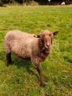 Ouessant ooi, Dieren en Toebehoren, Schapen, Geiten en Varkens, Vrouwelijk, Schaap, 3 tot 5 jaar