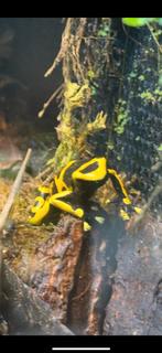 Volwassen groepje (5) leucamelas, goed leggend, Dieren en Toebehoren, Reptielen en Amfibieën, 0 tot 2 jaar