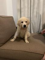 Golden retriever puppy, Golden retriever, Reu, Eén hond, Nederland