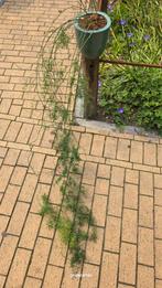 Asparagus sierasperge in geglazuurde Terra pot, 100 tot 150 cm, Overige soorten, In pot, Groene kamerplant