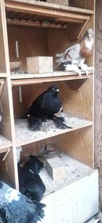 Prachtige sierduiven, Dieren en Toebehoren, Vogels | Duiven, Meerdere dieren, Kropper