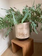Grote zinkvaren, Huis en Inrichting, Kamerplanten, Groene kamerplant, Ophalen, In pot, Halfschaduw
