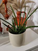 Kamerplant, plant, Sanseveria, Bogenhanf, Huis en Inrichting, Kamerplanten, Ophalen, Halfschaduw, Minder dan 100 cm