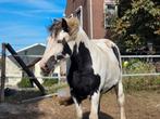 Bijrijder voor jonge pony gezocht., Ophalen, Nieuw