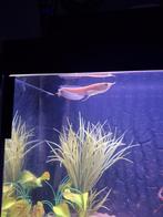 Albino silver arowana