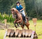 d pony, 8 jarige ruin, Dieren en Toebehoren, Pony's, Gechipt, Ruin, Springpony, L