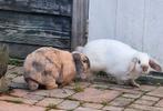 Lieve NHD  Konijntjes, Meerdere dieren, Dwerg