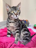 Jarela, Trino, 15-12-2024 gered uit een colonie, Dieren en Toebehoren, Kater, Kortharig, 0 tot 2 jaar