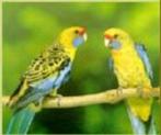 GEVRAAGD:  Strogele Rosella man split lutino, Dieren en Toebehoren, Mannelijk, Parkiet, Geringd