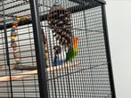 Twee dwergpapegaaien (agapornis) incl kooi en toebehoren, Meerdere dieren, Dwergpapegaai of Agapornis, Geringd