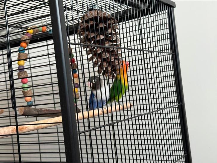 Twee dwergpapegaaien (agapornis) incl kooi en toebehoren, Dieren en Toebehoren, Vogels | Parkieten en Papegaaien, Dwergpapegaai of Agapornis