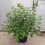 pluimhortensia, Ophalen, Overige soorten