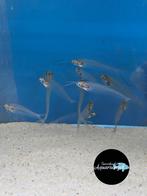 Kryptopterus bicirrhis - Indische glasmeerval, Vis, Zoetwatervis