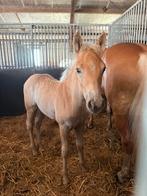 Prachtig haflinger hengstveulen, Dieren en Toebehoren, Pony's, Hengst, Niet van toepassing, Gechipt, 0 tot 2 jaar