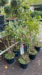 Seringen van €25 nu voor €18,75, Ophalen, Overige soorten, Minder dan 100 cm