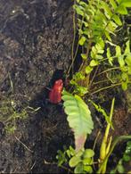 Oophaga pumilio "Blue Jeans" 0.2, Amfibie