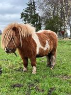 Prachtige mini Dekhengst, Dieren en Toebehoren, Pony's, Hengst, Recreatiepony, 0 tot 2 jaar