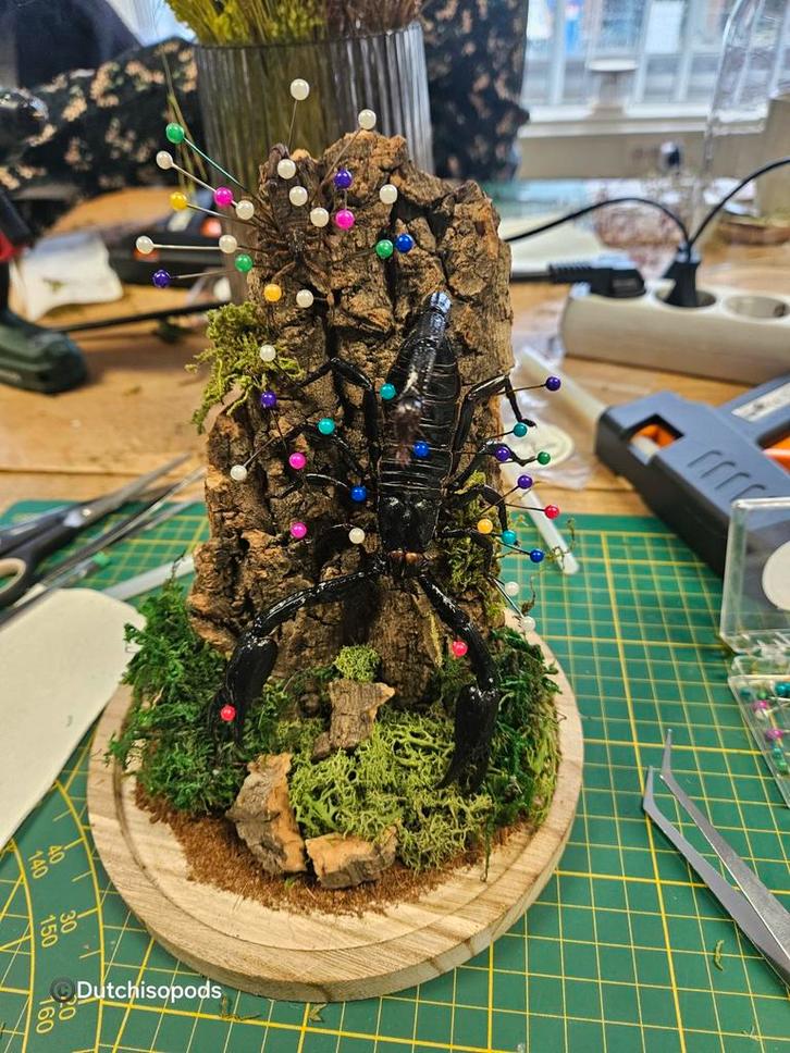 GEZOCHT overleden ongewervelden, Dieren en Toebehoren, Insecten en Spinnen, Wandelende tak