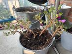 Roze Graniyum gratis ophalen zonder pot, Ophalen of Verzenden, Zomer, Overige soorten, Halfschaduw