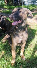 Herder teefje 6 maanden oud. Bruin, Dieren en Toebehoren, Rabiës (hondsdolheid), 15 weken tot 1 jaar, Teef, Eén hond