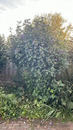 Hibiscus gratis af te halen, Tuin en Terras, Ophalen, Overige soorten, Minder dan 100 cm