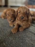 Medium Australian Labradoodles, Parvo, Overige rassen, 8 tot 15 weken, Meerdere