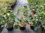 Hedera arborescens struikklimop in diverse maten, Ophalen of Verzenden, Overige soorten