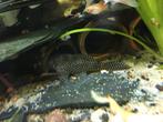 L260, hypancistrus queen arabesque, Dieren en Toebehoren, Vis, Zoetwatervis, Schoolvis