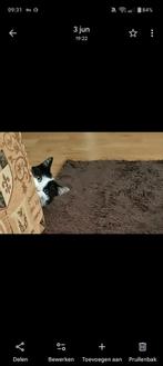 Kat en poes. Koppeltje, Dieren en Toebehoren, Katten en Kittens | Overige Katten, Meerdere dieren
