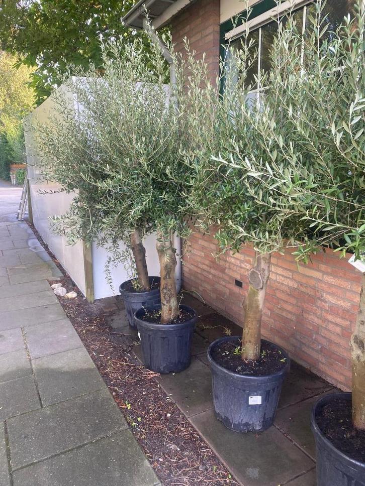 Super mooie Olijfboom Olijfbomen Olijf boom Olijf bomen, Tuin en Terras, Planten | Bomen, Olijfboom, 100 tot 250 cm, Volle zon