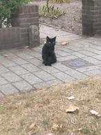 'Witje' zoekt nieuw thuis ️, Dieren en Toebehoren, Katten en Kittens | Overige Katten, Poes