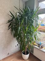 Grote Yucca kamerplant (225cm) incl pot — DEZE WEEK WEG, Ophalen, 200 cm of meer, In pot, Yucca